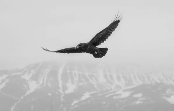 Picture flying, crow, flight, winter, mountain, snow, fog, mist