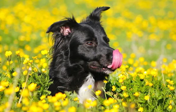 Picture field, language, flowers, yellow, black, dog, green, buttercups, licks