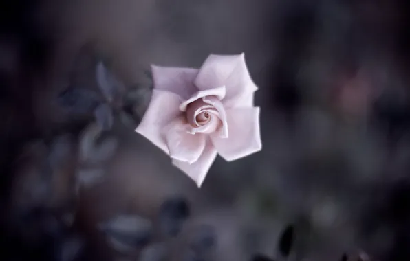 Picture flower, leaves, macro, pink, tenderness, rose, color, shadow, petals, blur, Bud