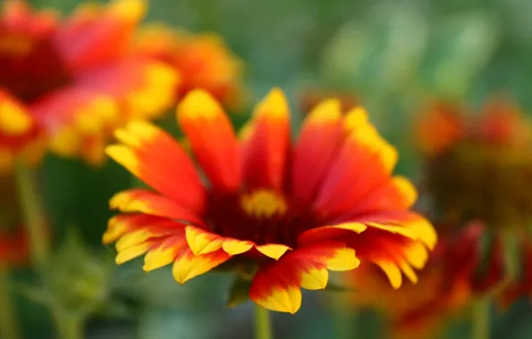 Picture macro, flowers, yellow, red, bright, background, Wallpaper, blur, flowers, widescreen, HD wallpapers, polnoekrannyj