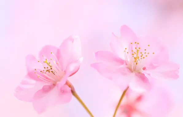 Picture flowers, cherry, background, pink