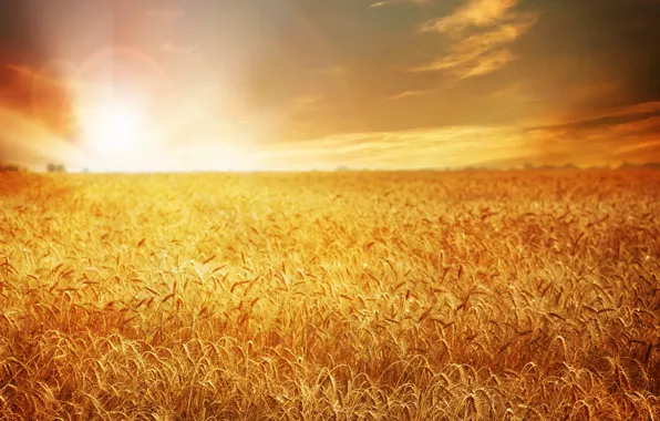 Picture wheat, field, sunset, nature, field, nature, sunset, wheat