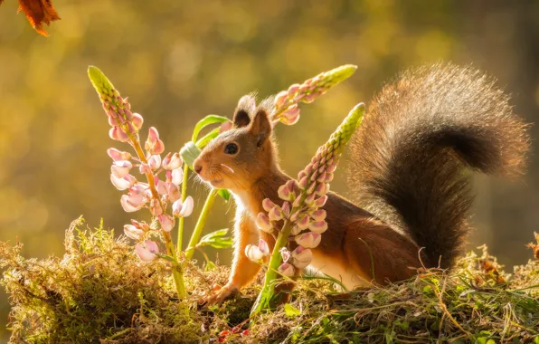 Picture flowers, nature, animal, moss, protein, rodent
