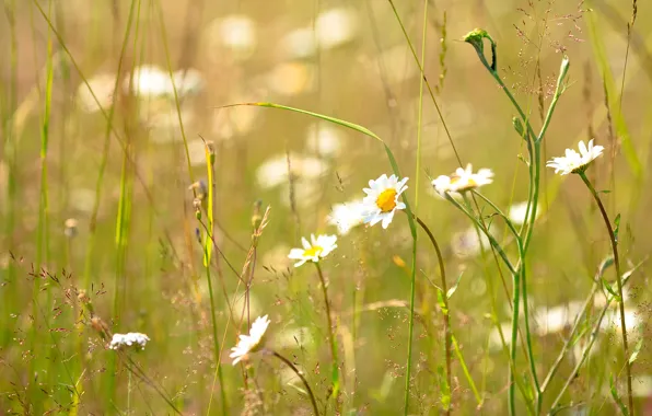 Picture summer, grass, Daisy, Sunny
