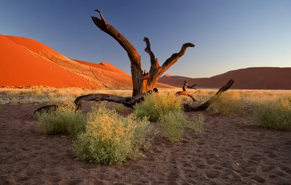 Picture sand, sunset, tree, barkhan, Africa, the bushes, Namibia, the Namib desert