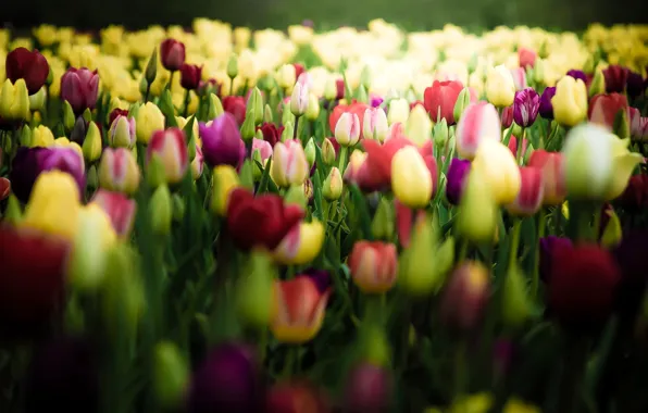 Picture field, flowers, Tulips, buds