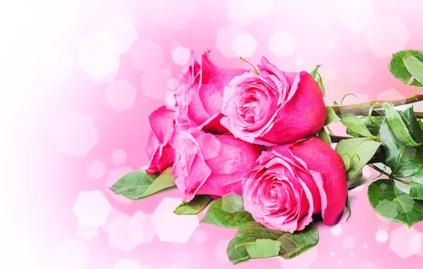Picture flowers, stems, roses, bouquet, petals, pink