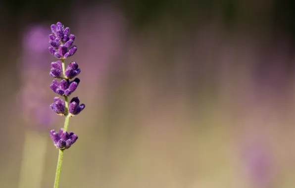 Picture macro, flowers, blur, purple, lilac, Lavender