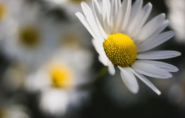 Picture flowers, background, Wallpaper, chamomile, blur, Daisy, wallpaper, flowers, widescreen, flowers, background, full screen, HD wallpapers, …