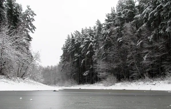 Picture winter, forest, snow, nature, pond, pine