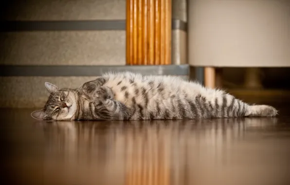 Picture cat, sleep, paws, floor, lies