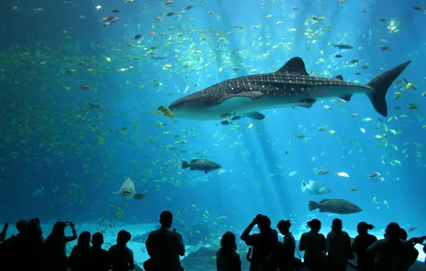 Picture people, aquarium, shark
