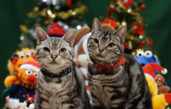 Picture holiday, cats, Christmas, pair