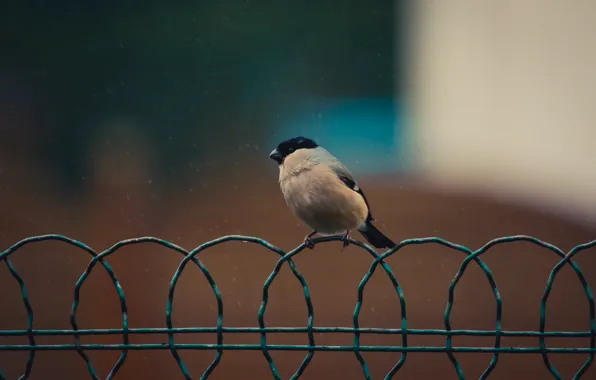 Picture background, bird, wire, bullfinch