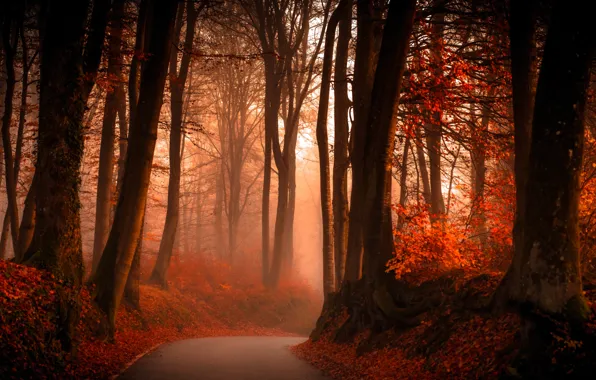 Picture road, autumn, forest, leaves, trees, fog, branch