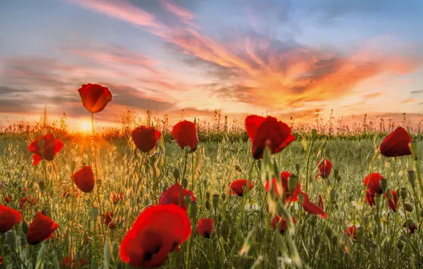 Picture field, clouds, sunset, flowers, nature, meadow, Maki, red