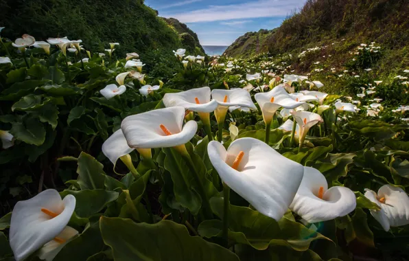 Picture sea, the sky, flowers, mountains, Calla lilies