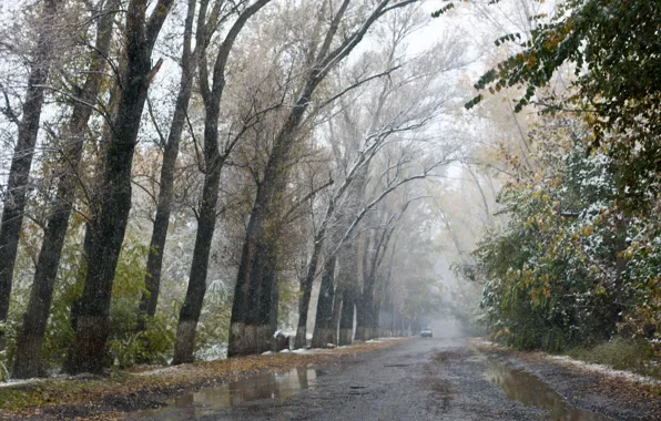 Picture road, autumn, trees, alley, slush, the first snow