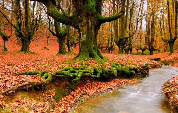 Picture autumn, forest, nature, stream, foliage