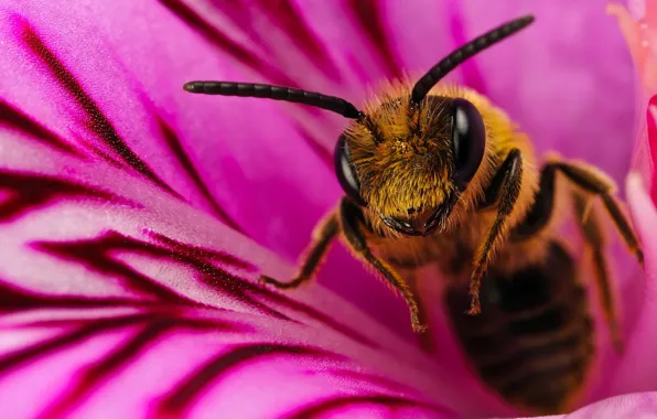 Picture flower, macro, bee, 150