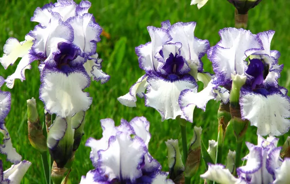Picture flowers, photo, irises, Orinoco