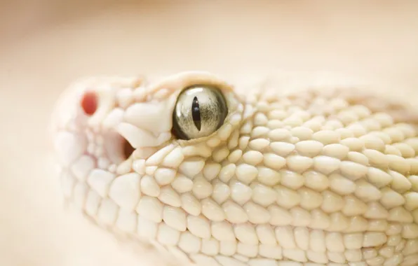 Picture eyes, Snake, scales
