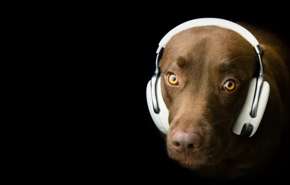 Picture look, each, dog, headphones