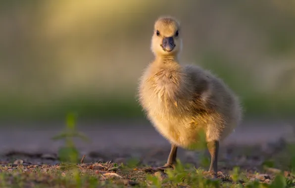 Picture baby, chick, Gosling