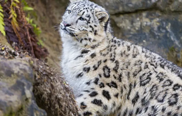 Picture cat, look, kitty, IRBIS, snow leopard, ©Tambako The Jaguar