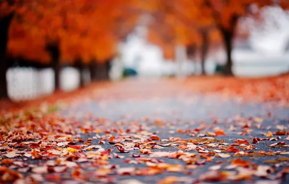 Picture road, autumn, asphalt, leaves, macro, trees, background, tree, Wallpaper, foliage, blur, wallpaper, leaves, road, trees, …