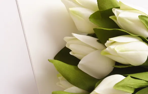 Picture leaves, flowers, bouquet, green, tulips, white