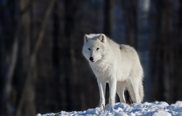 Picture eyes, snow, eyes, snow, bokeh, bokeh, white wolf, white wolf