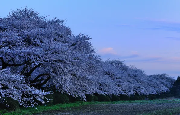 Picture Japan, the evening, Sakura, japan, evening, sakura, cherry blossoms, Park in the Prefecture Kitakami, Kitakami …
