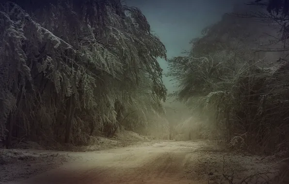Picture cold, winter, frost, road, forest, snow, trees