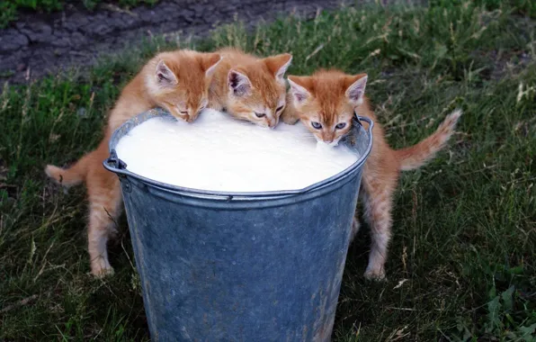 Picture BACKGROUND, GRASS, COLOR, TRIO, FOOD, BUCKET, FOAM, GREEN, RED, MILK, KITTENS, FOAM, MEOW), FRESH, DELICIOUS