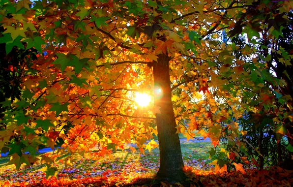 Picture autumn, leaves, the sun, light, sunset, Park, tree, foliage