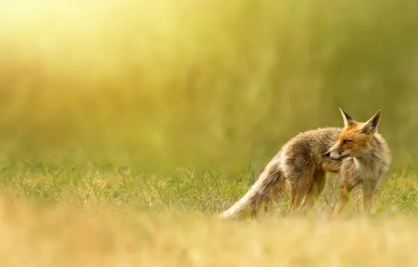 Picture nature, Fox, red, weed, Fox