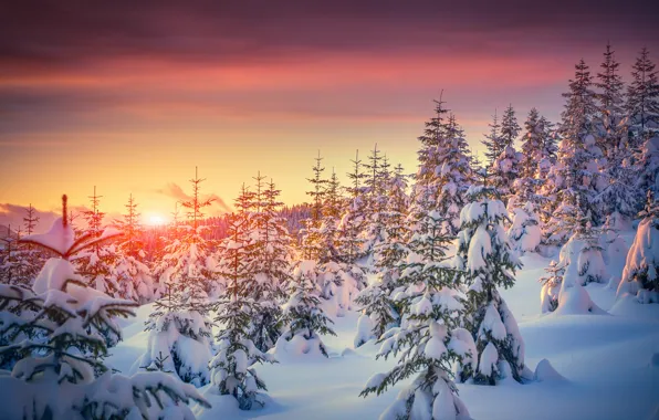 Picture winter, snow, trees, sunset, nature, tree, nature, sunset, winter, snow, tree