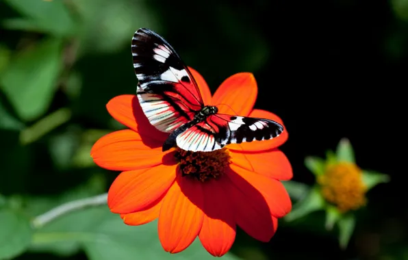Picture flower, butterfly, Astra