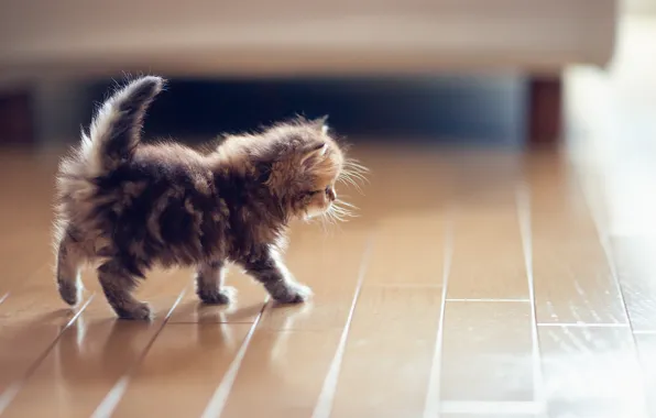 Picture cat, kitty, flooring, floor, Daisy, Ben Torode, Benjamin Torode