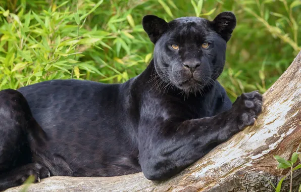 Picture look, predator, Jaguar, wild cat, black Panther