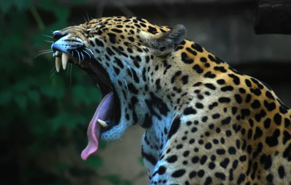 Picture language, Jaguar, jaguar