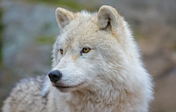 Picture look, face, wolf, portrait, predator, Arctic island wolf