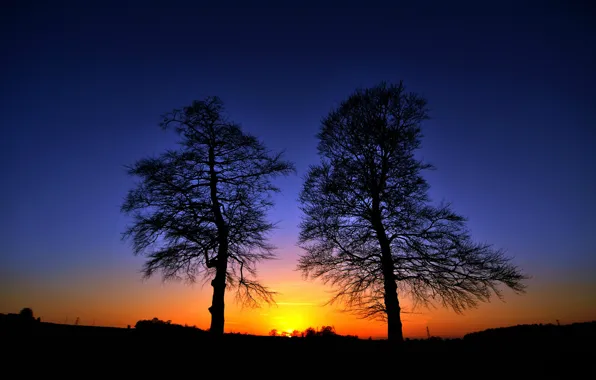 Picture the sky, trees, sunset, silhouette, glow