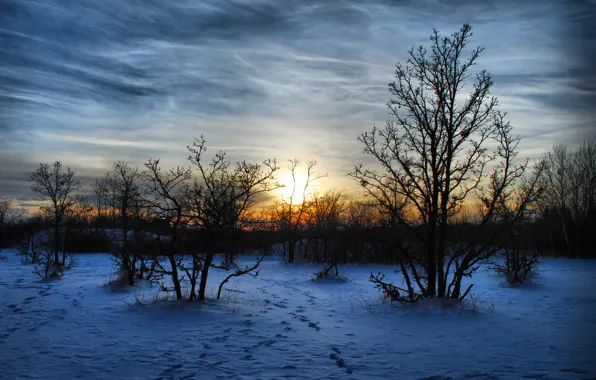 Picture winter, snow, trees, landscape, sunset, nature, the evening, Maroz