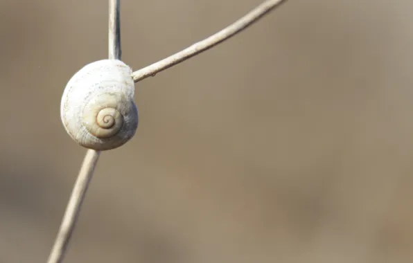 Picture snail, sink, stem, a twig