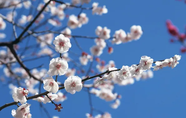 Picture The sky, Sakura, Branch