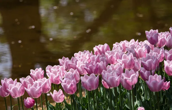 Picture flowers, glare, pond, Park, shore, petals, Tulips, pink