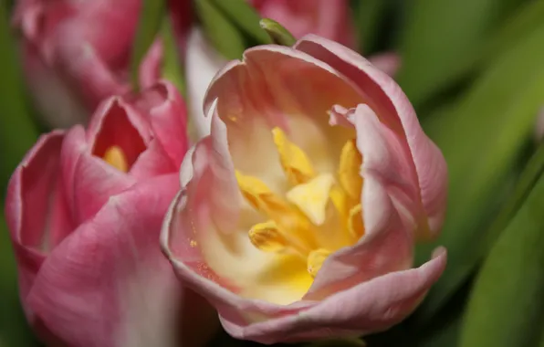 Picture macro, Tulip, Flowers, spring, stamens