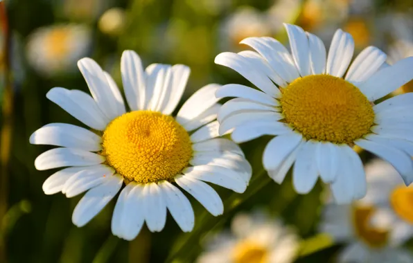 Picture flowers, chamomile, spring, beautiful, flowering, aroma, two flowers